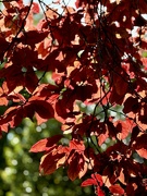 9th Jun 2024 - Beech aglow