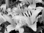 9th Jun 2024 - Tiger lilies in b&w...