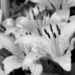 Tiger lilies in b&w... by marlboromaam