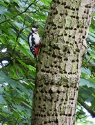 9th Jun 2024 - Another day, another woodpecker