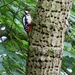Another day, another woodpecker
