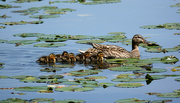 9th Jun 2024 - Ducklings All In A Row 
