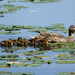 Ducklings All In A Row  by seattlite