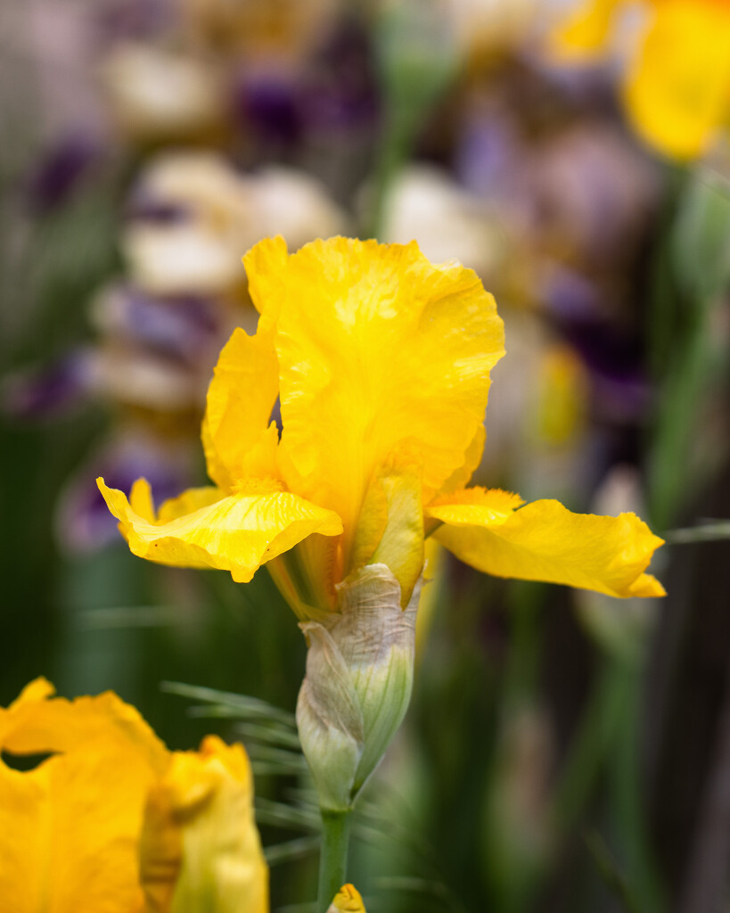 Dad's yellow iris by aecasey