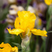 Dad's yellow iris by aecasey