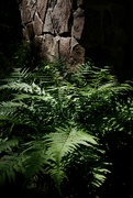 9th Jun 2024 - Ferns by the Stone Wall