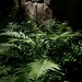 Ferns by the Stone Wall