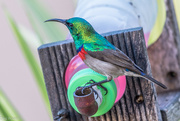 9th Jun 2024 - Lesser Double Collared Sunbird