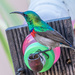Lesser Double Collared Sunbird by seacreature