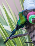 7th Jun 2024 - Malachite Sunbird