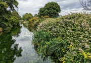 9th Jun 2024 - Coppermill Stream