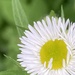 Little White Flower by spanishliz