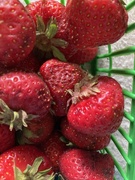 9th Jun 2024 - Strawberry Rhubarb Pie Day