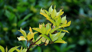 9th Jun 2024 - Leaves on a walk......