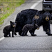 Bear Crossing!