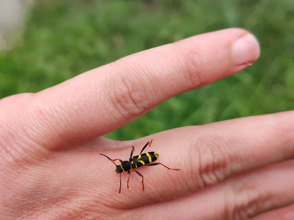 A wasp beetle by roachling