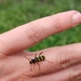 A wasp beetle