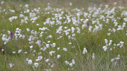 9th Jun 2024 - Bog Cotton