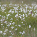 Bog Cotton by lifeat60degrees