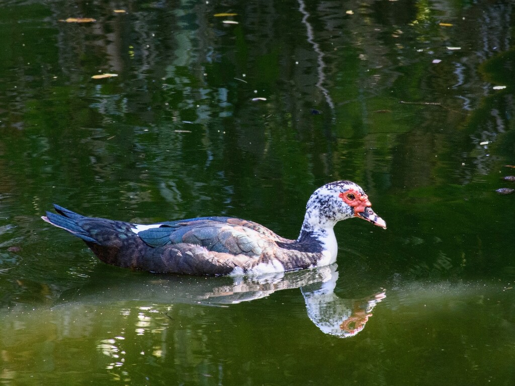 Muscovy Drake by cocokinetic