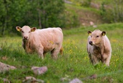 9th Jun 2024 - Charolais cattle