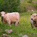 Charolais cattle by okvalle