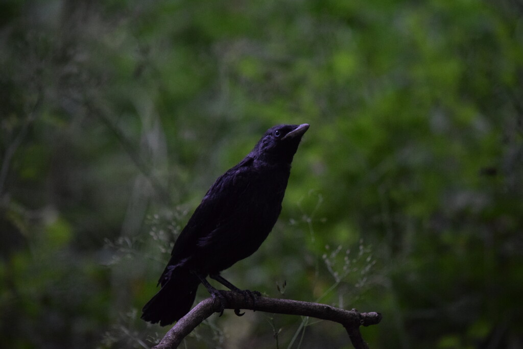 Fledgling Crow by dragey74