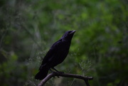 9th Jun 2024 - Fledgling Crow