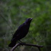 Fledgling Crow