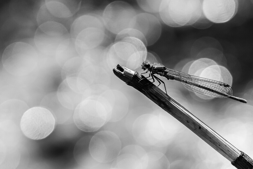 Dragonfly by hannahcallier