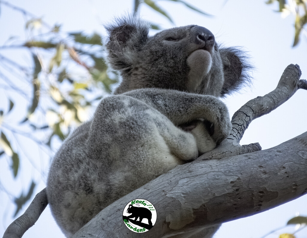 neck stretches by koalagardens