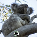 neck stretches by koalagardens