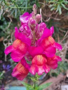 9th Jun 2024 - Day 161/366. Snapdragon. 