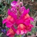 Day 161/366. Snapdragon.  by fairynormal