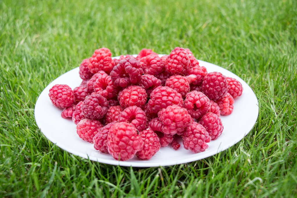 Raspberries  by busylady