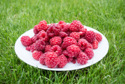 9th Jun 2024 - Raspberries 