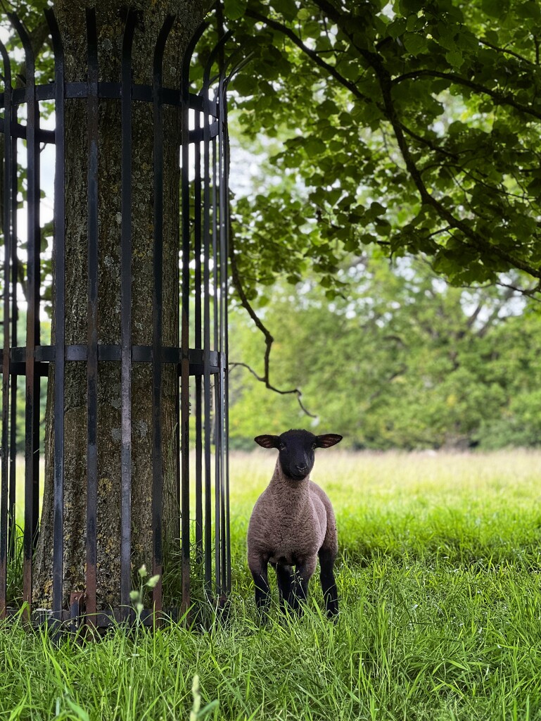 Lamb by gaillambert