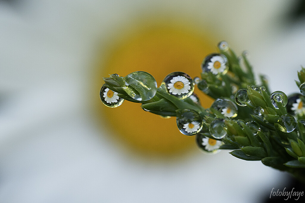 Daisies in raindrops by fayefaye