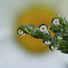 Daisies in raindrops by fayefaye