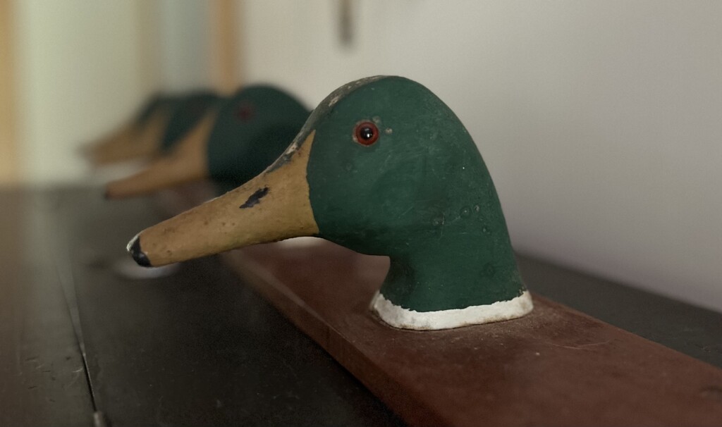 Duck decoy collection, Lake Lanier, GA by swagman