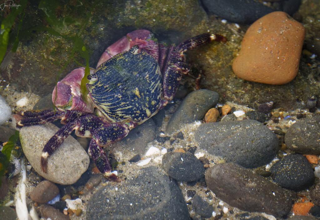 Purple Shore Crab by jgpittenger