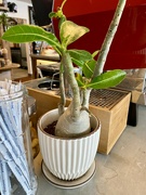 9th Jun 2024 - Desert Rose plant at Red Star Cafe