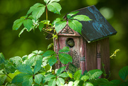 9th Jun 2024 - House Wren Abode