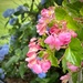 Begonias and Hydrangeas  by calm