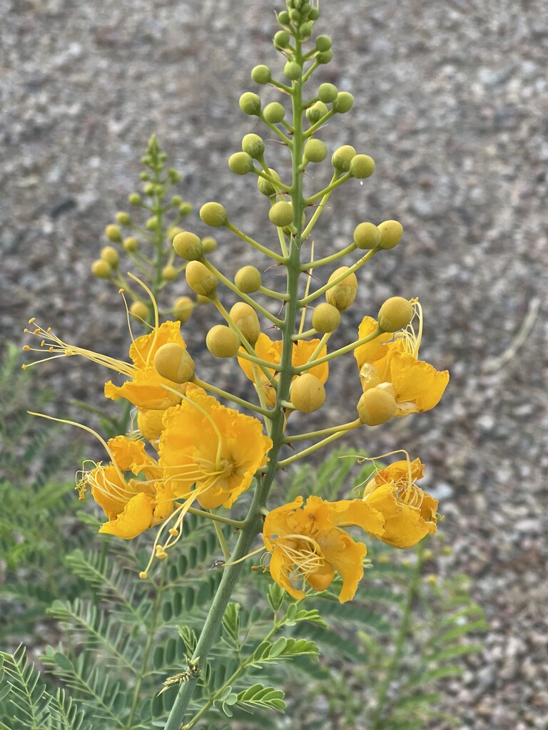 6 8 Peacock Flower by sandlily