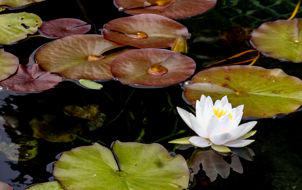 Water Lily by pdulis