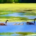 Geese on the Go by lynnz