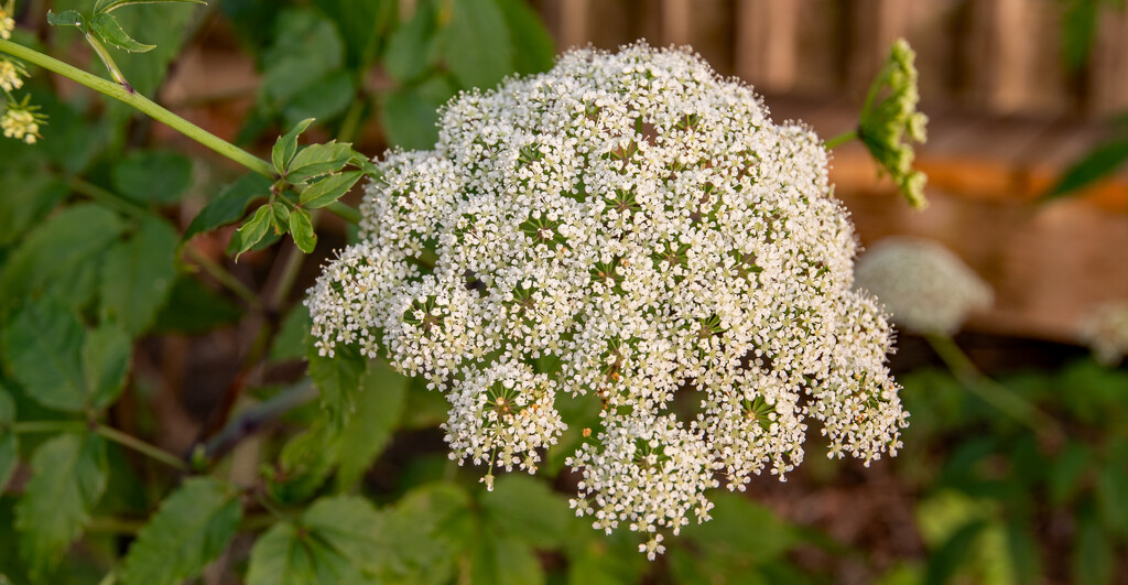 Queen Anne's Lace! by rickster549