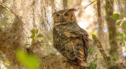 9th Jun 2024 - Great Horned Owl Mom!