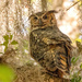 Great Horned Owl Mom!